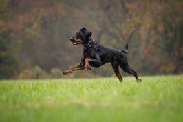 Dobermann im Herbst