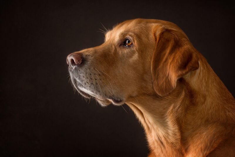 Hundebild - rotbrauner Labrador