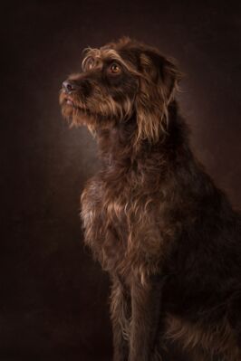 Hunde-Portrait