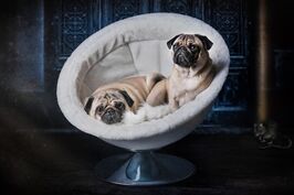Kuscheln im Hundekörbchen