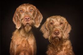 was guckst Du? Magyar Vizsla - Doppelportrait