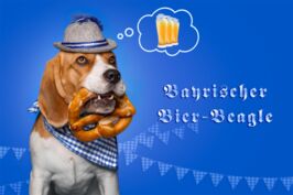 Bayrischer Bier-Beagle