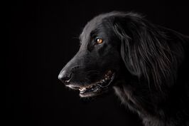 black is beautiful