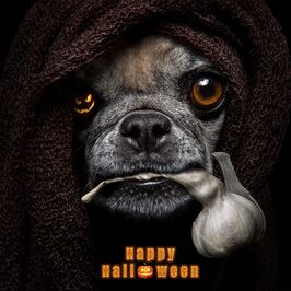 Halloween - Mops