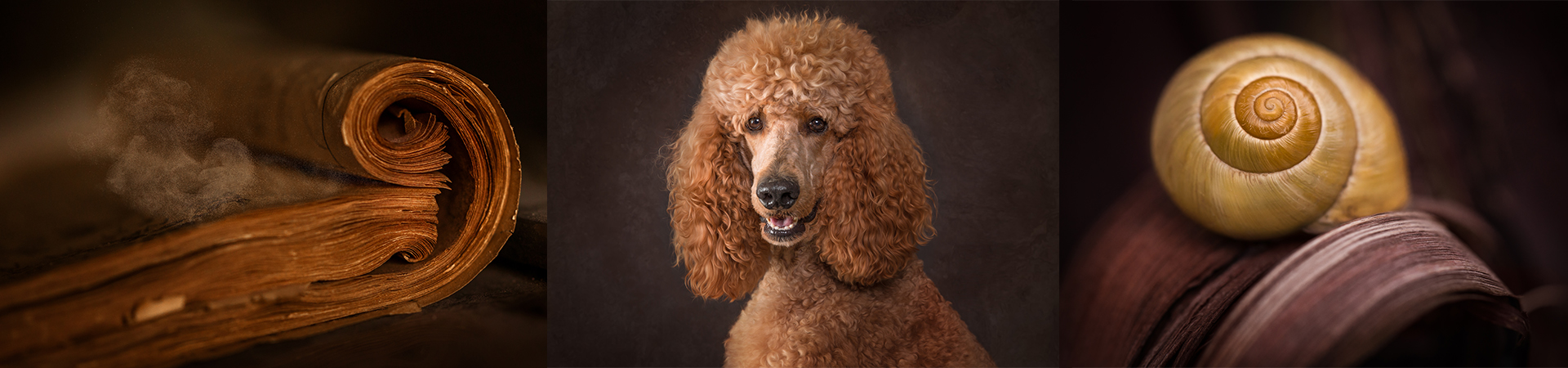 Buch, Hund und Schnecken - Portrait